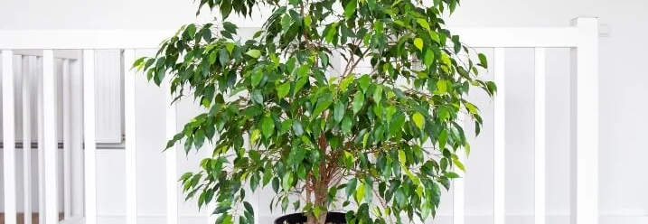 Große Zimmerpflanze im Topf